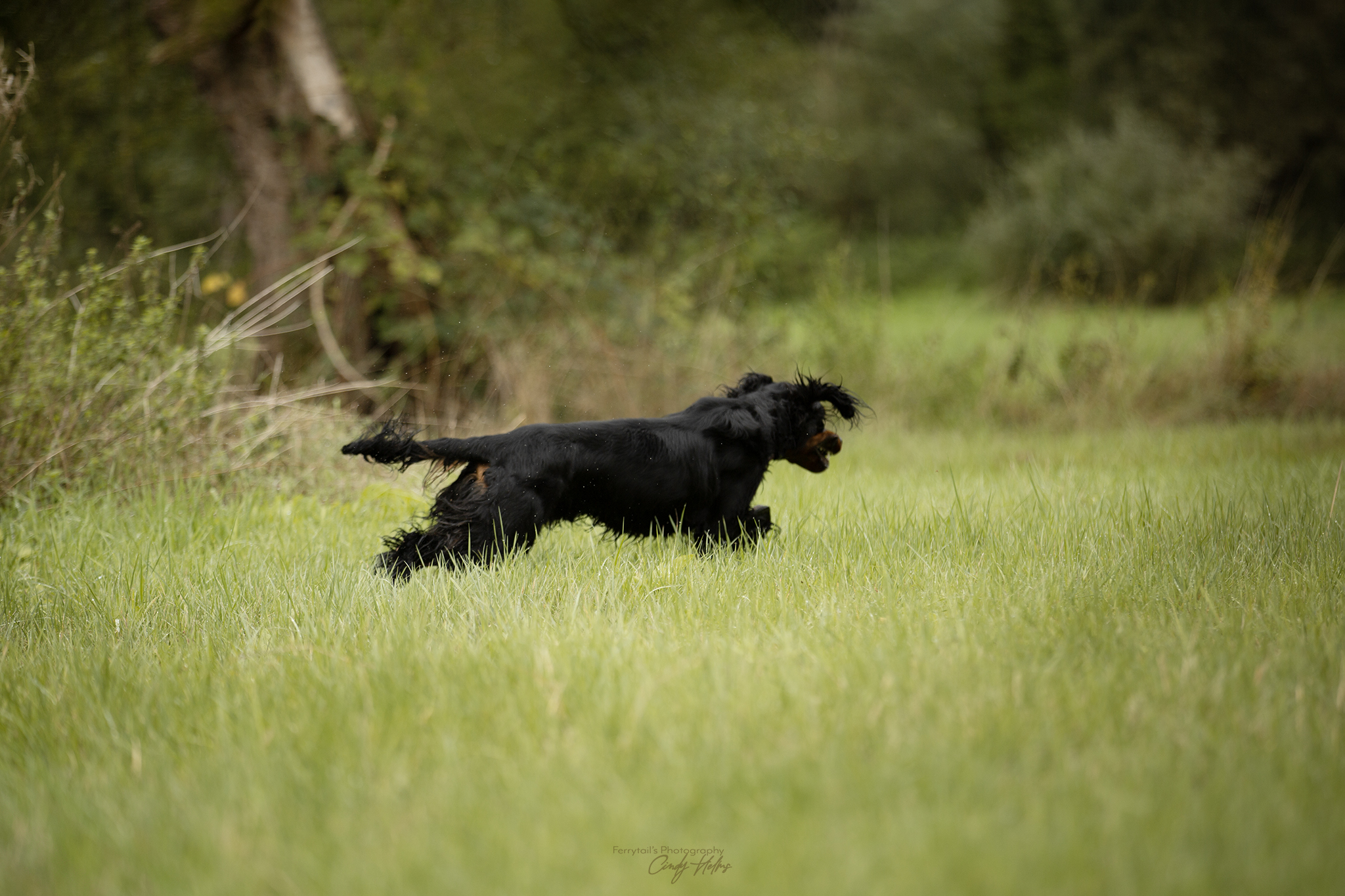 Field Trial – Spring Solo – Ospel, Netherlands (2024)