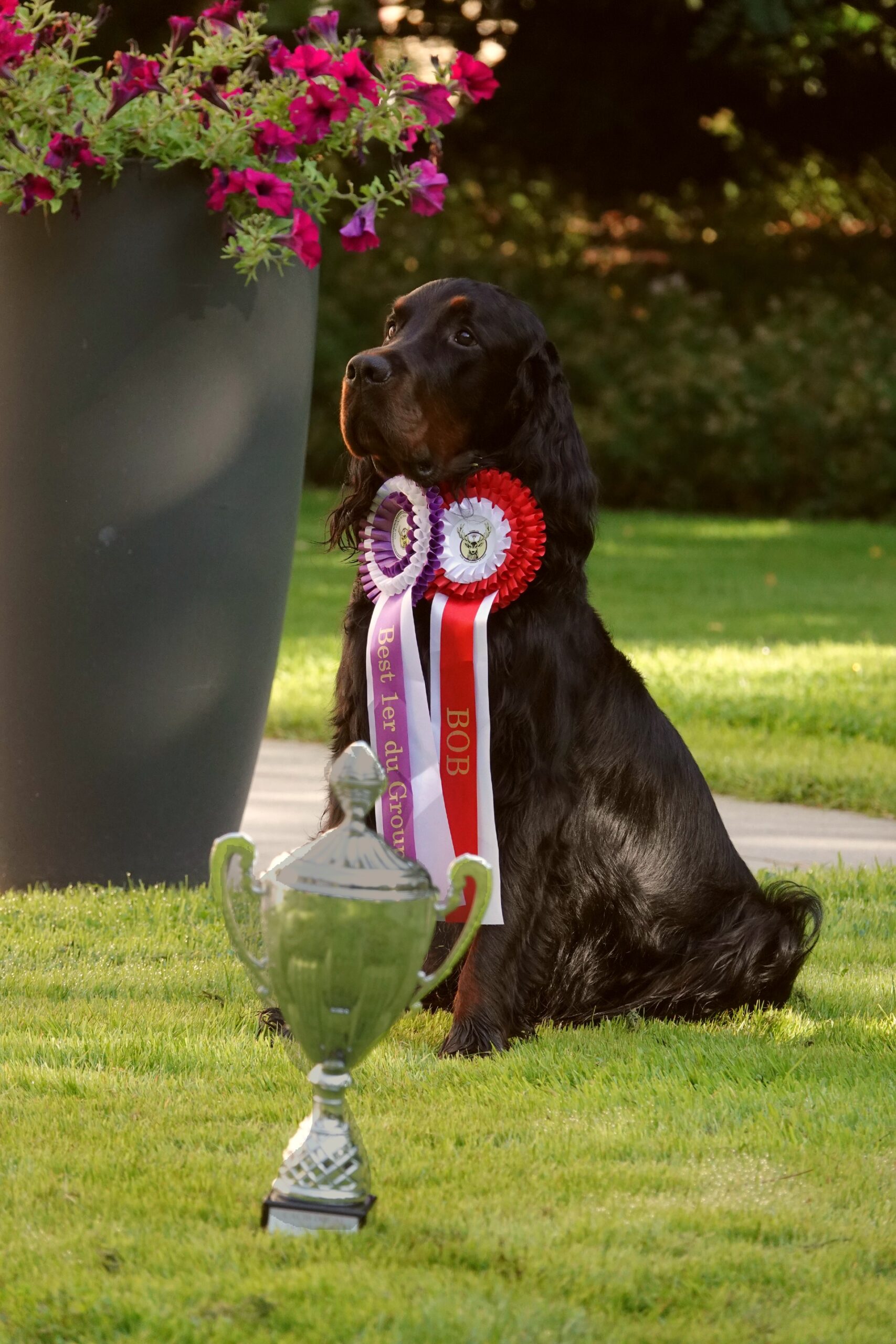 International Dog Show – Douai, France (2024)