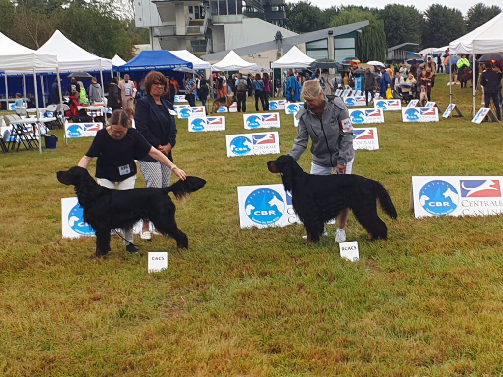 Odin in Hoerdt - second picture of international dog show