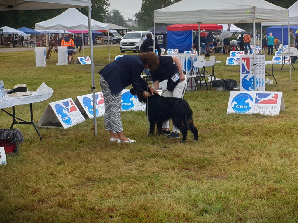 Odin in Hoerdt - third picture of international dog show